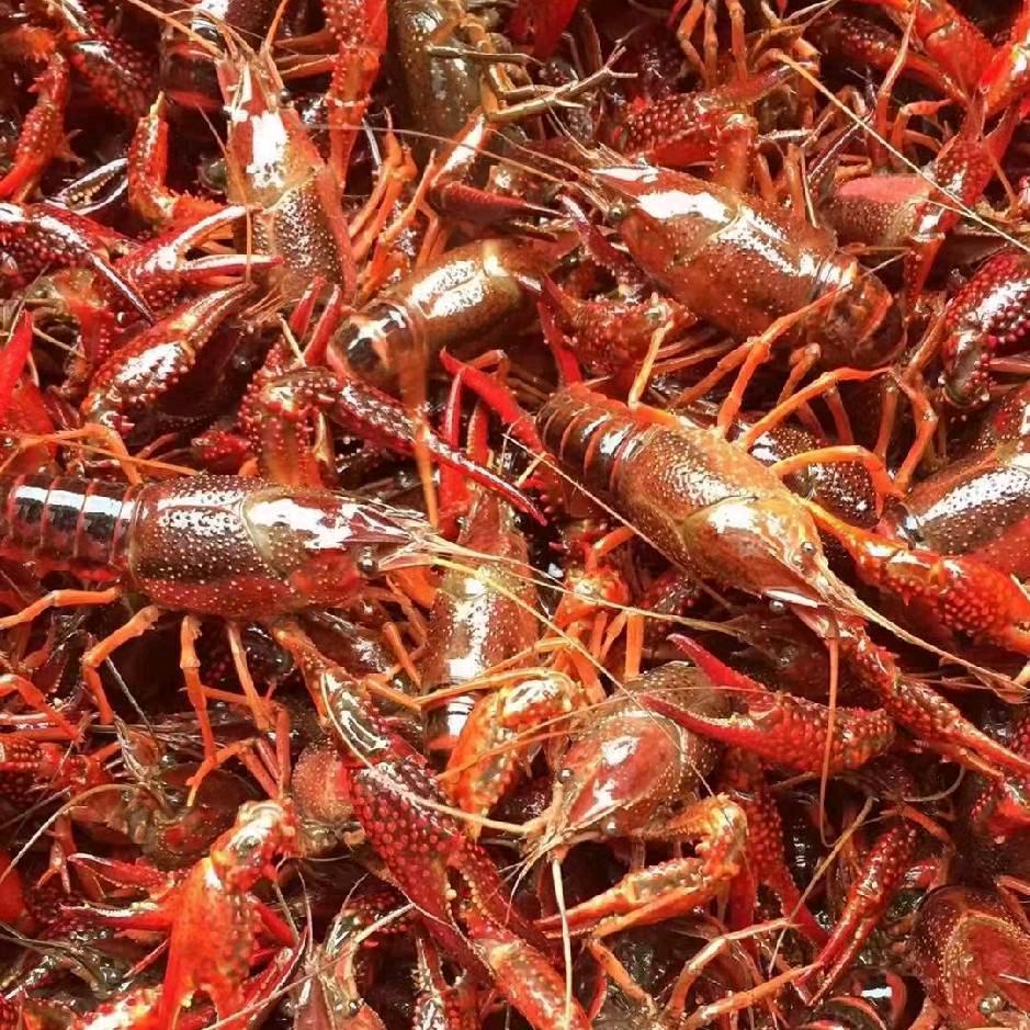 厦门小龙虾批发配送