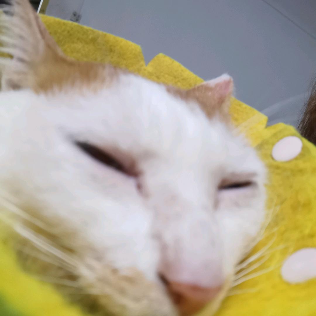 喝咖啡加猫屎