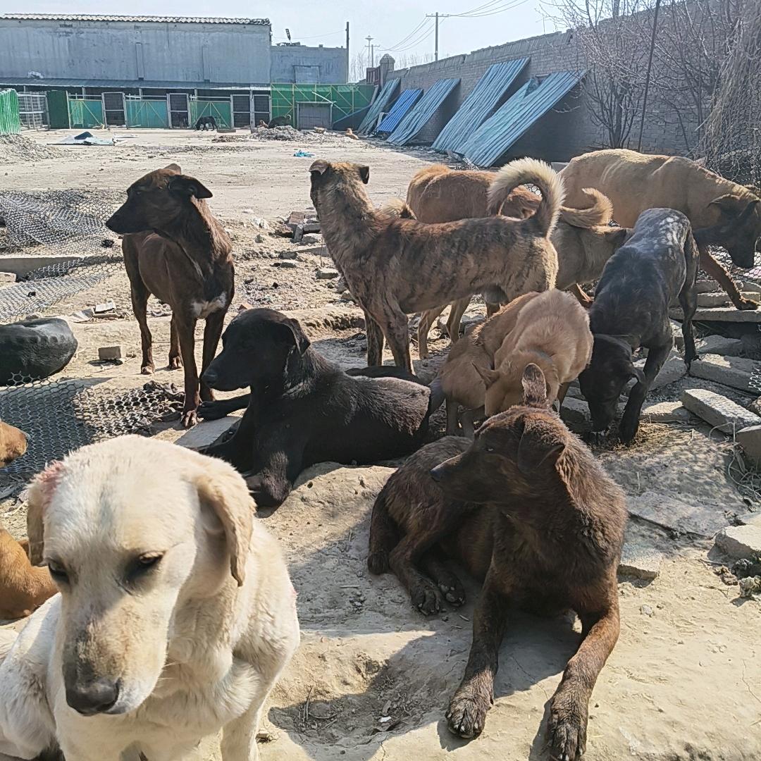 @杰哥土狗养殖😀