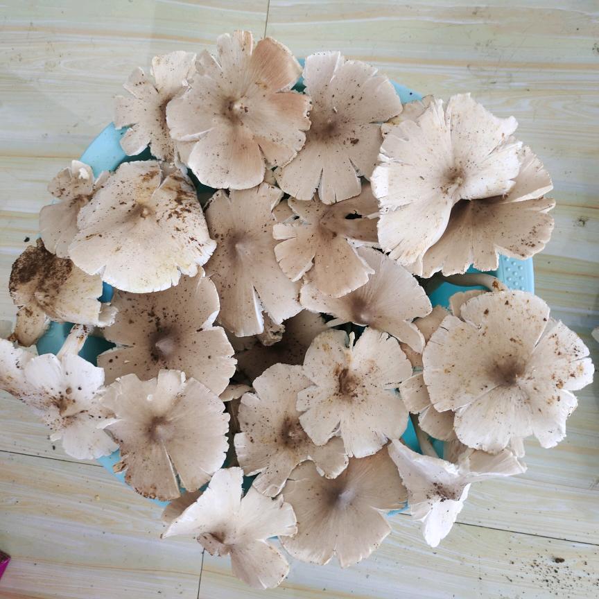 小游游