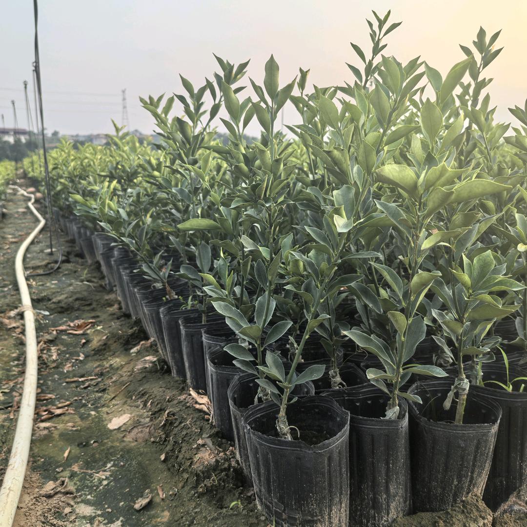 现代荣发苗木种植专业合作社