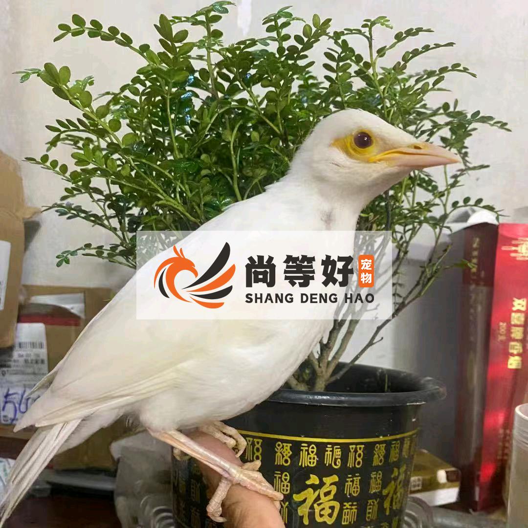 尚等好宠物