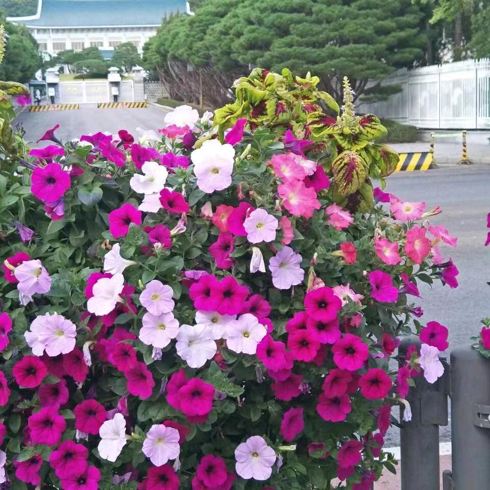 一分钟花开