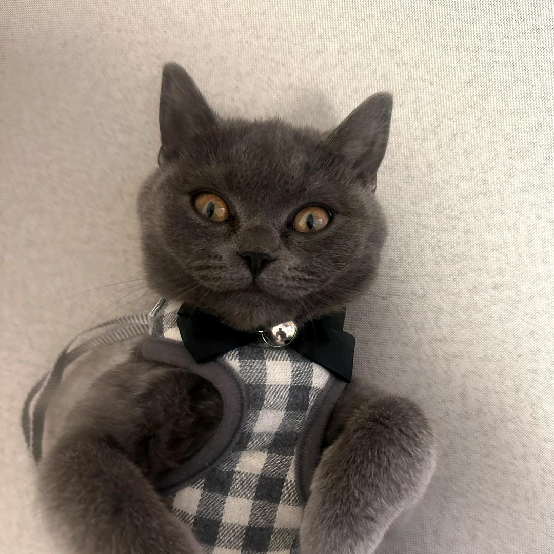 🍓蛋糕