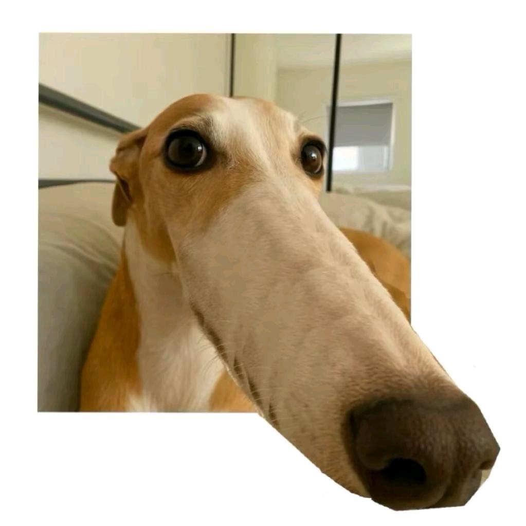 会飞的炸酱面🍜