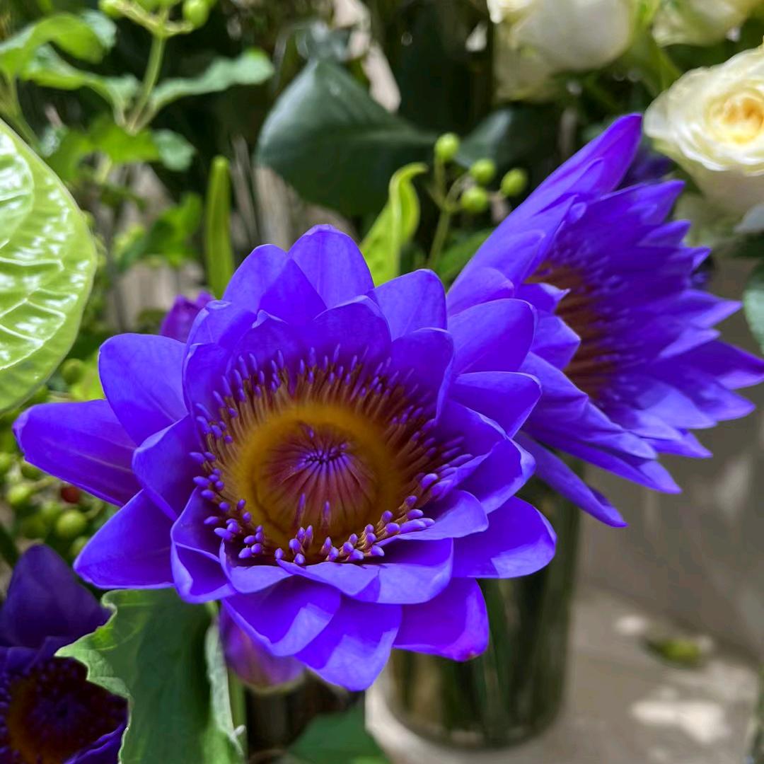 喵小姐鲜花批发2