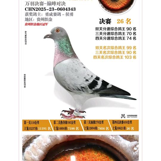 勇成塞鸽，，，侯勇
