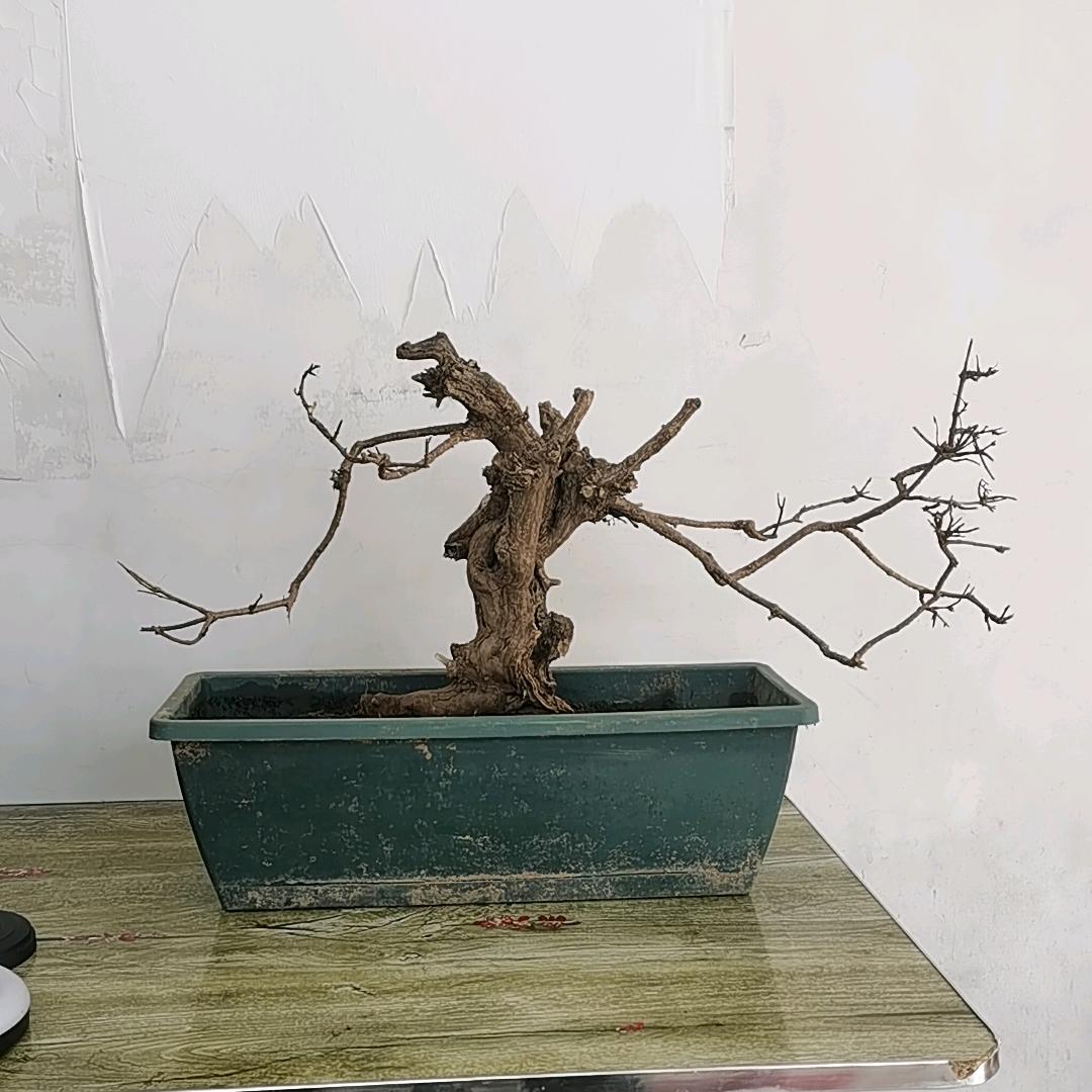 太行黄荆