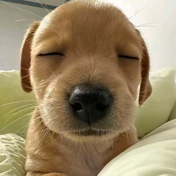 犯困小狗