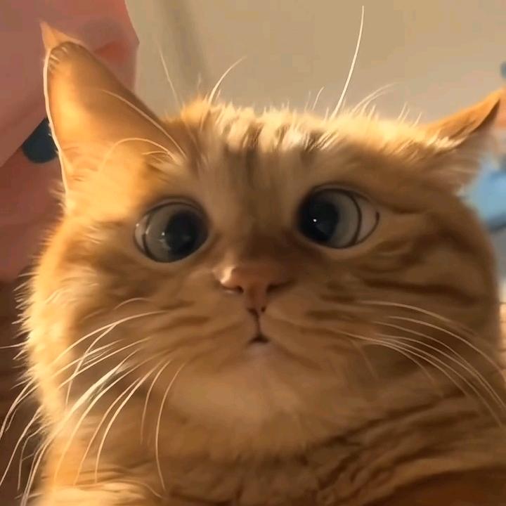 香菜公主（🎄） 封票版