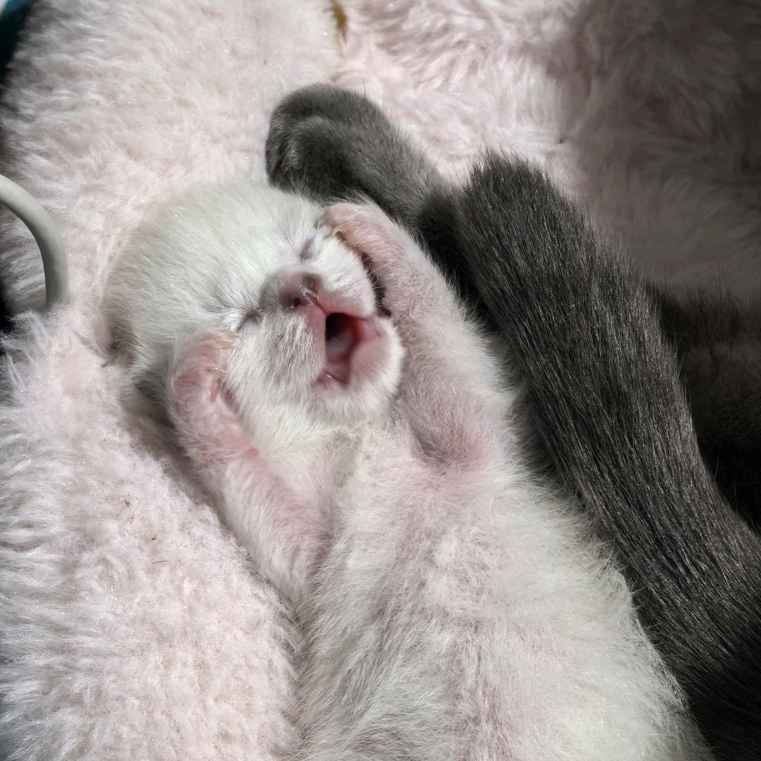 脑袋大和大脑袋