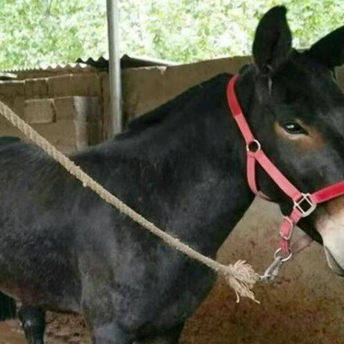 吴姐骡子养殖基地