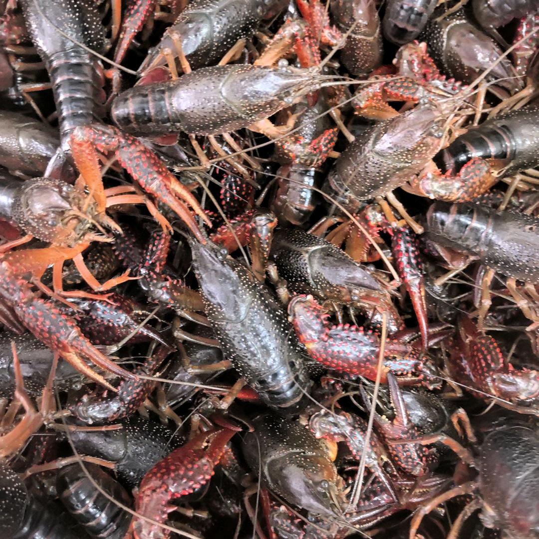 辣尚龙虾（总店）