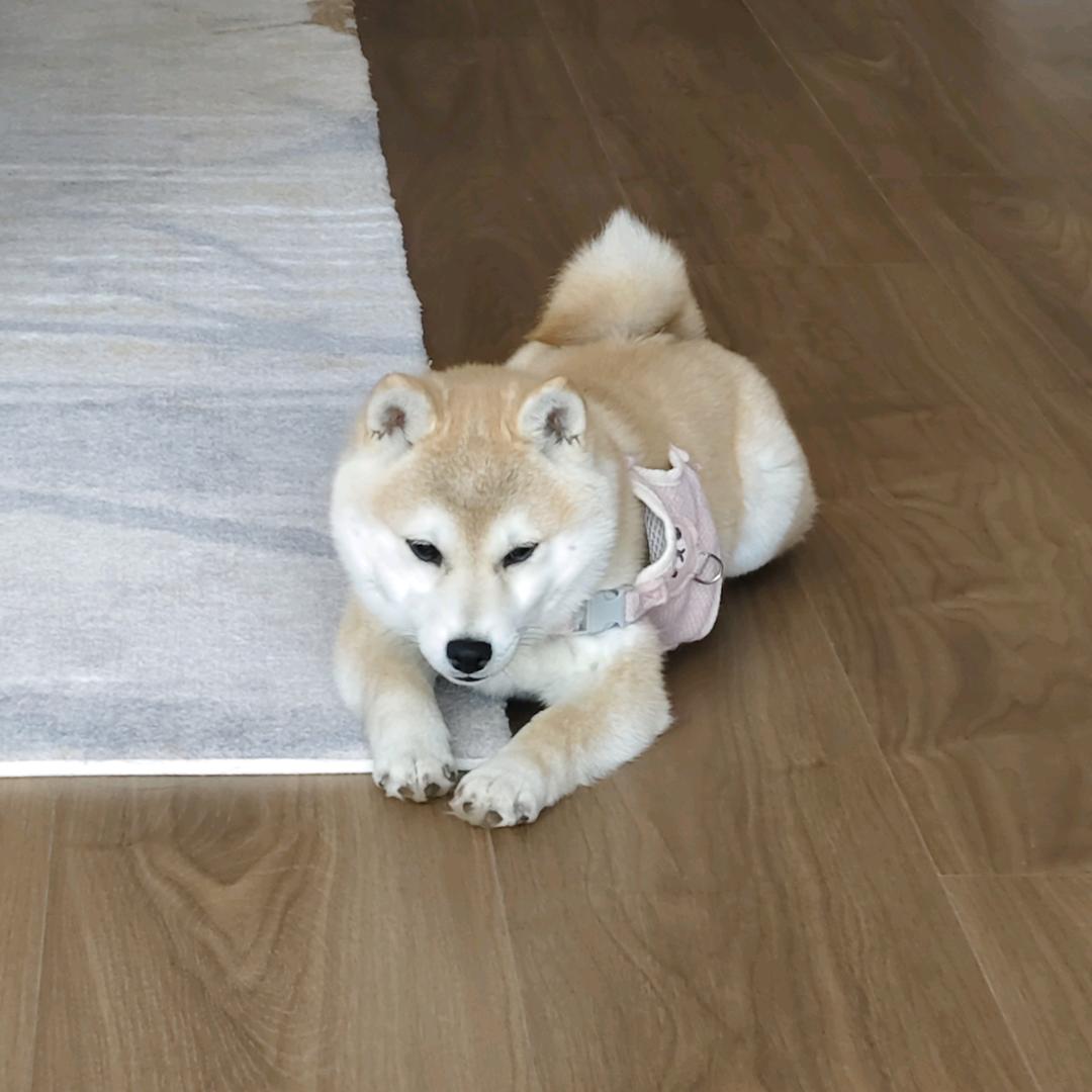 元宝是只小八嘎（豆柴）