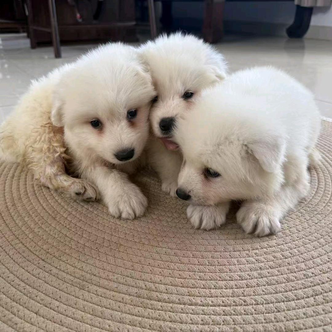 诸城默染犬业