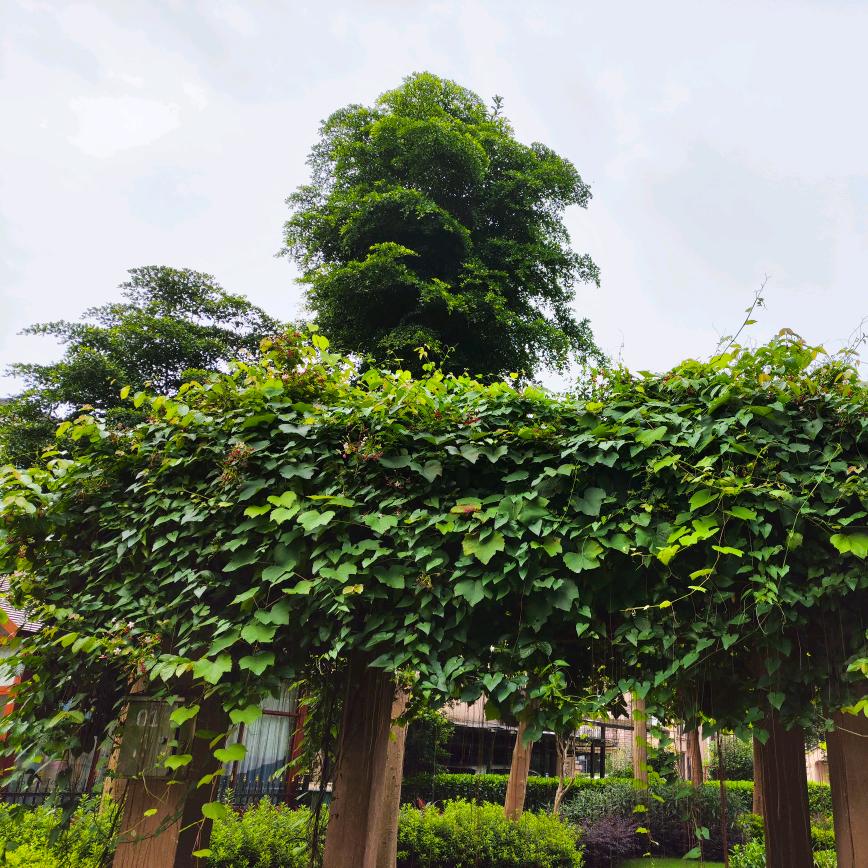 向着太阳向着光