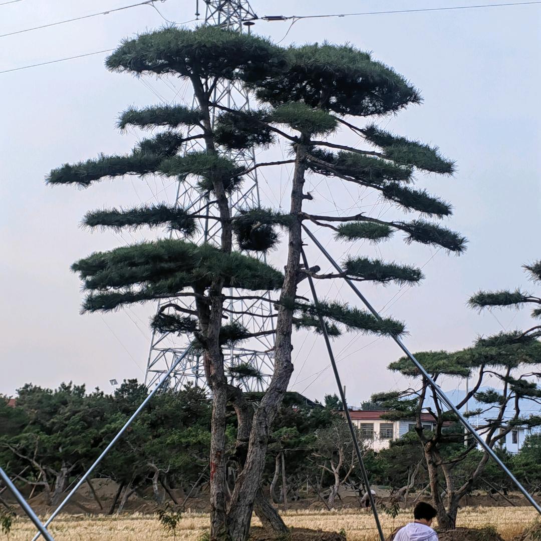 俊明园林绿化有限公司
