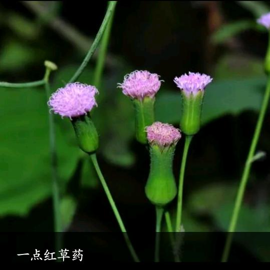 乡下大叔