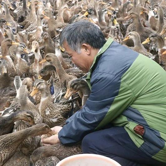 张师傅养殖