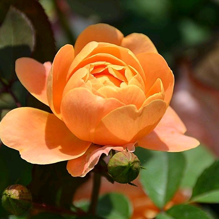 九色鹿-老杨来了