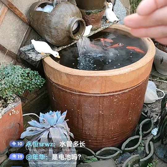 五哥