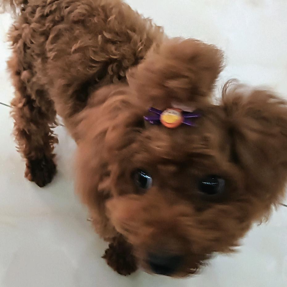 @阿姐养狗