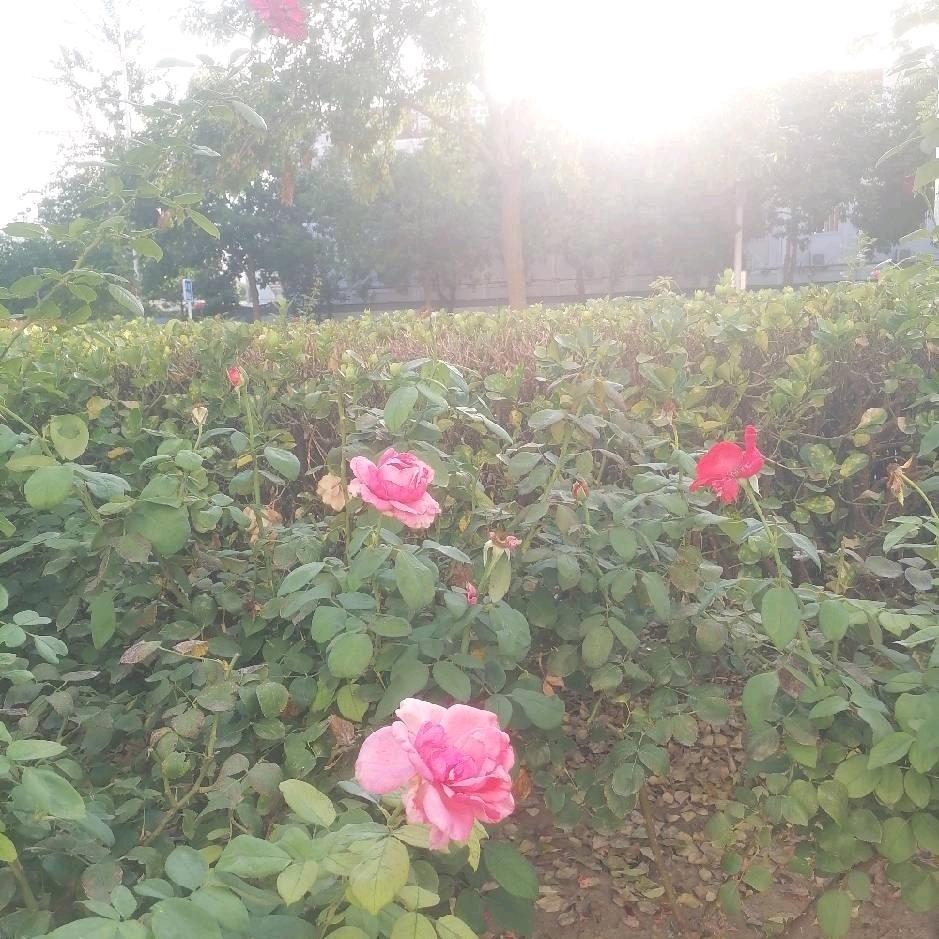 🌺🌺🌺