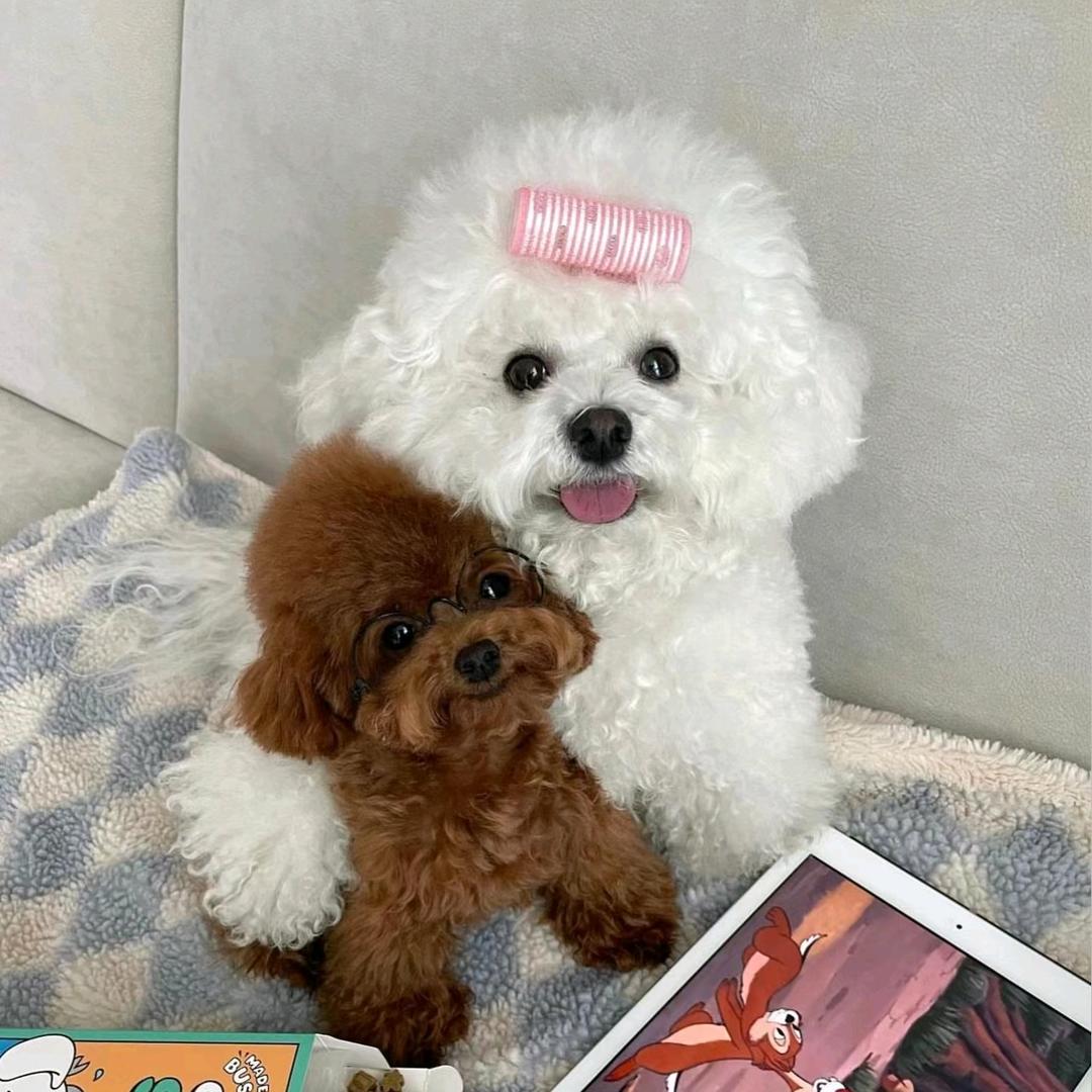 公主饲养员养狗专业户🐶