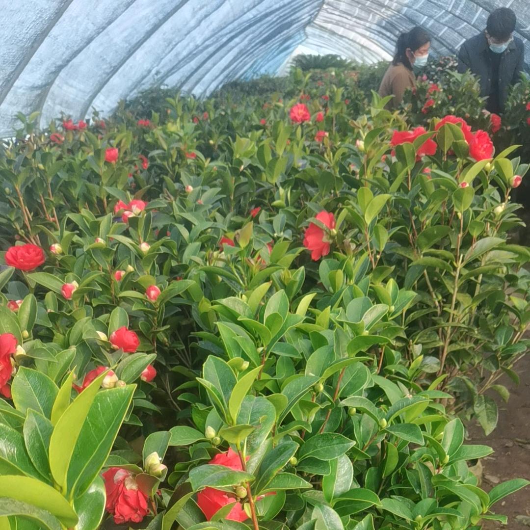 潢川，花木之乡刘姐