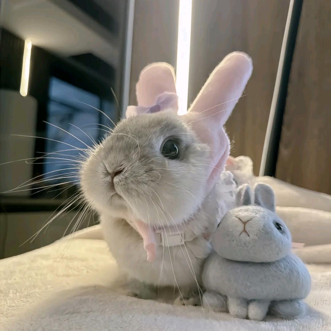 小狗说忘忘𝙯ᙆ