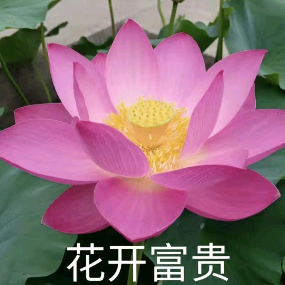 吃草的灰太狼
