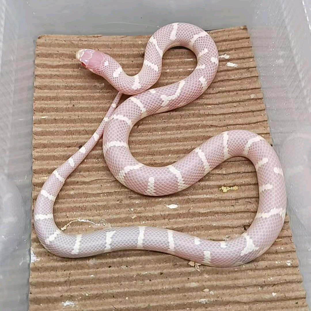 苏沐阳