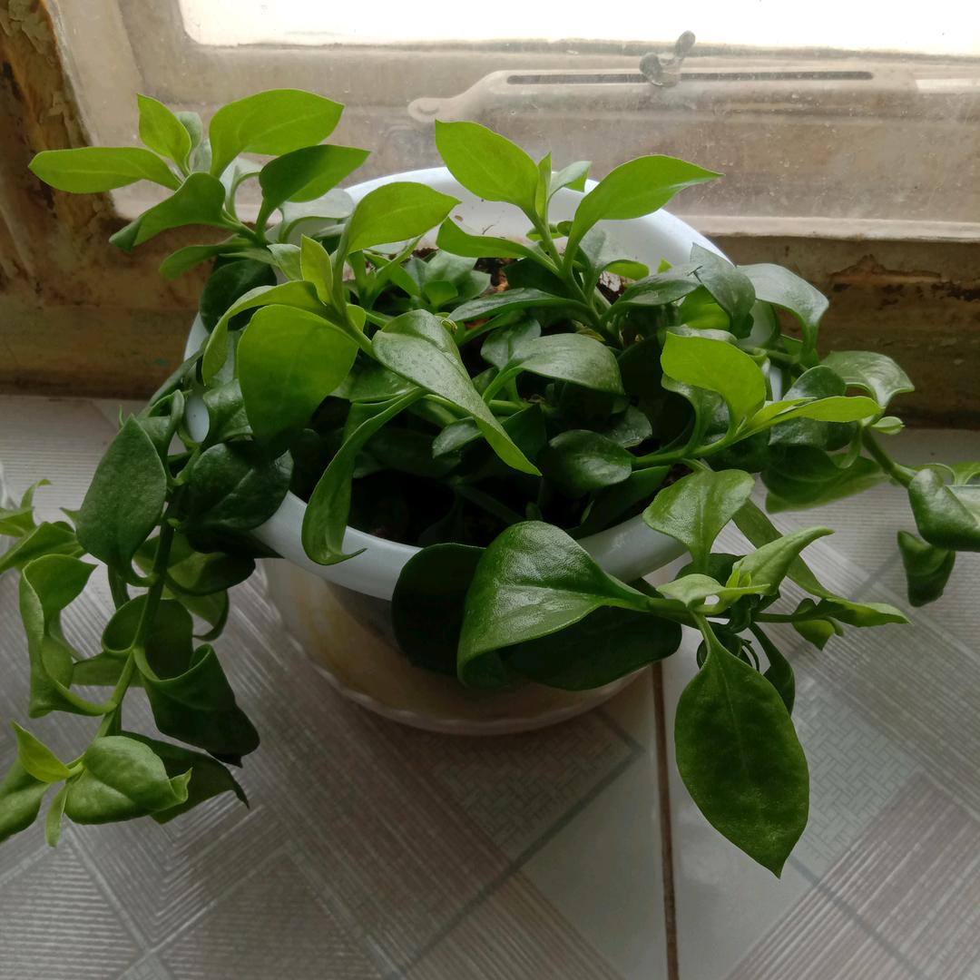 乡村！大哥！🌹💐