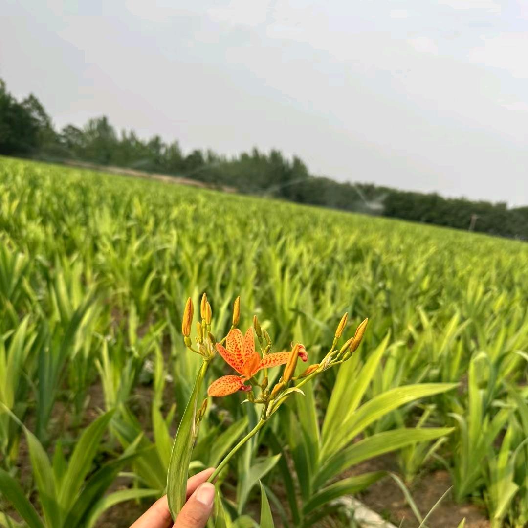 润锦源种植合作社