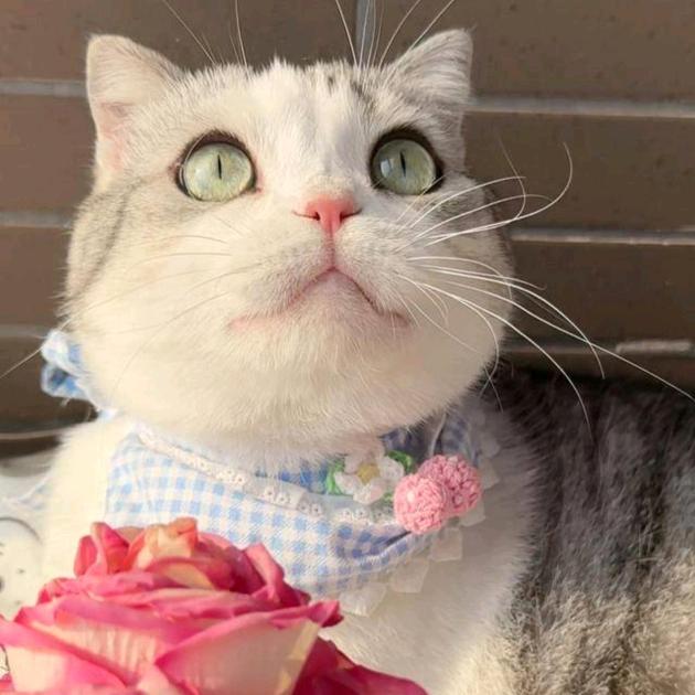 黑猫《使命召唤黑色行动7》