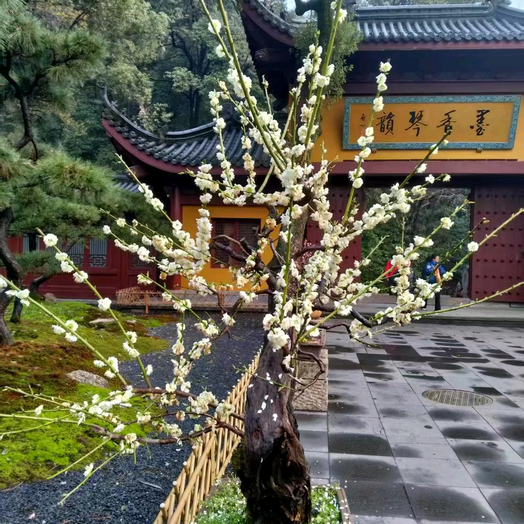 忍者