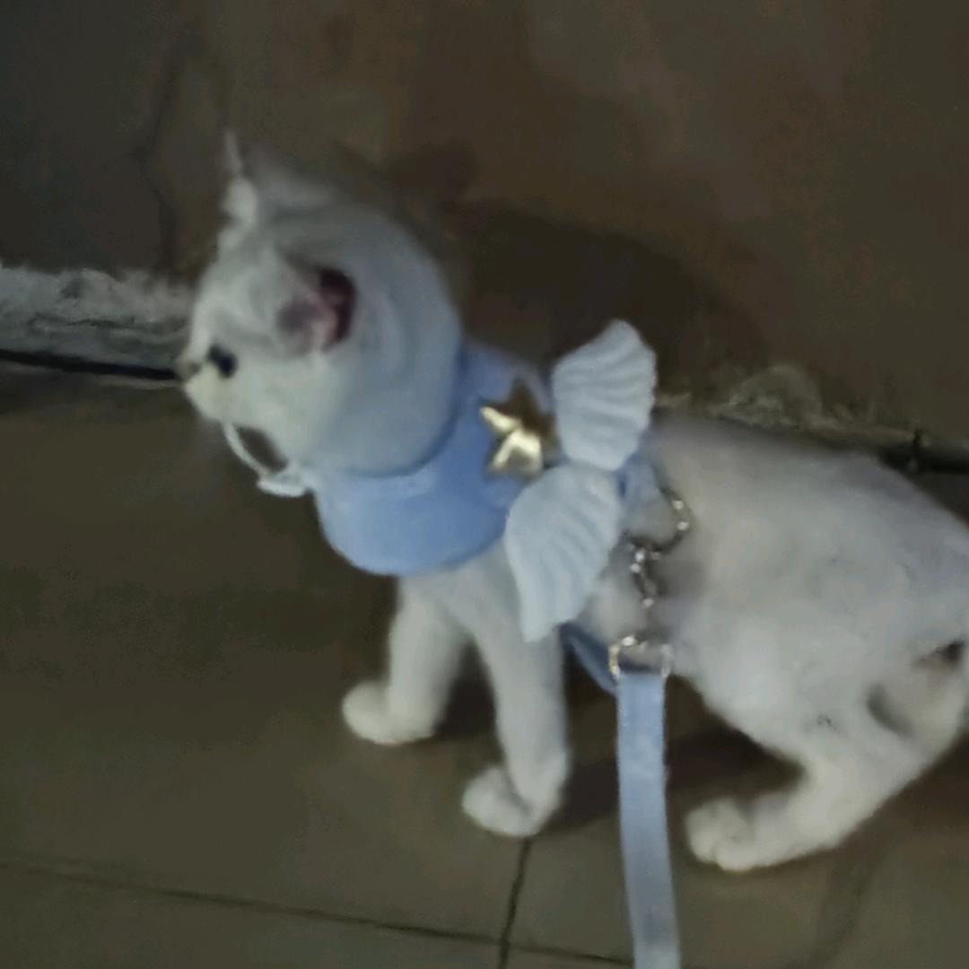 完美屁桃