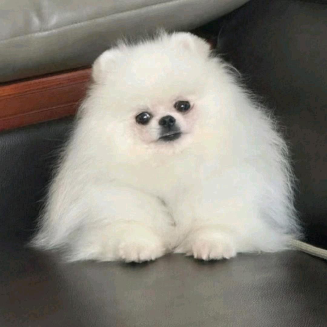 波妞博美