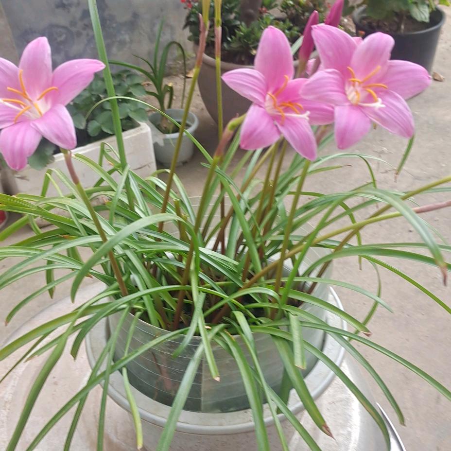 心悦芳草