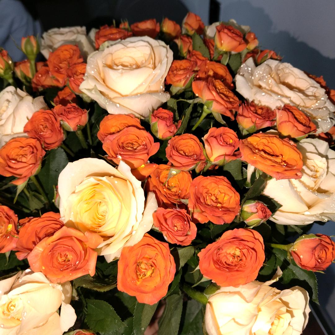 皇室宝贝阳光花园店