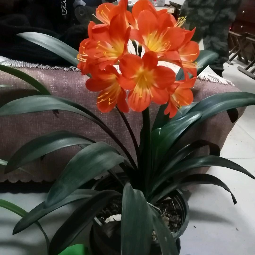 莲姐的农村生活