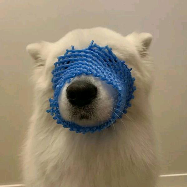 哦呦呦