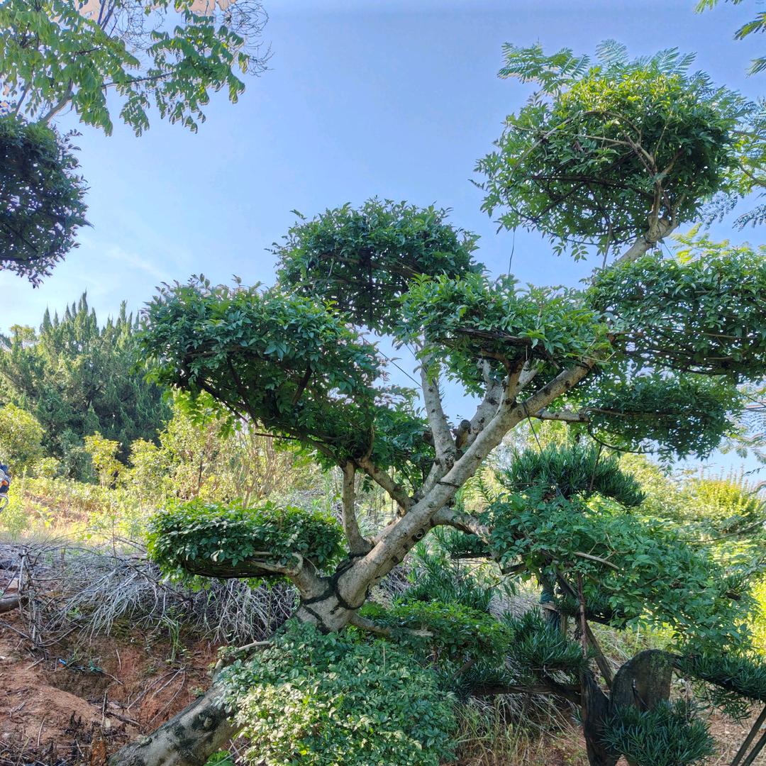 湖北鄂州梁子湖区青枝园林