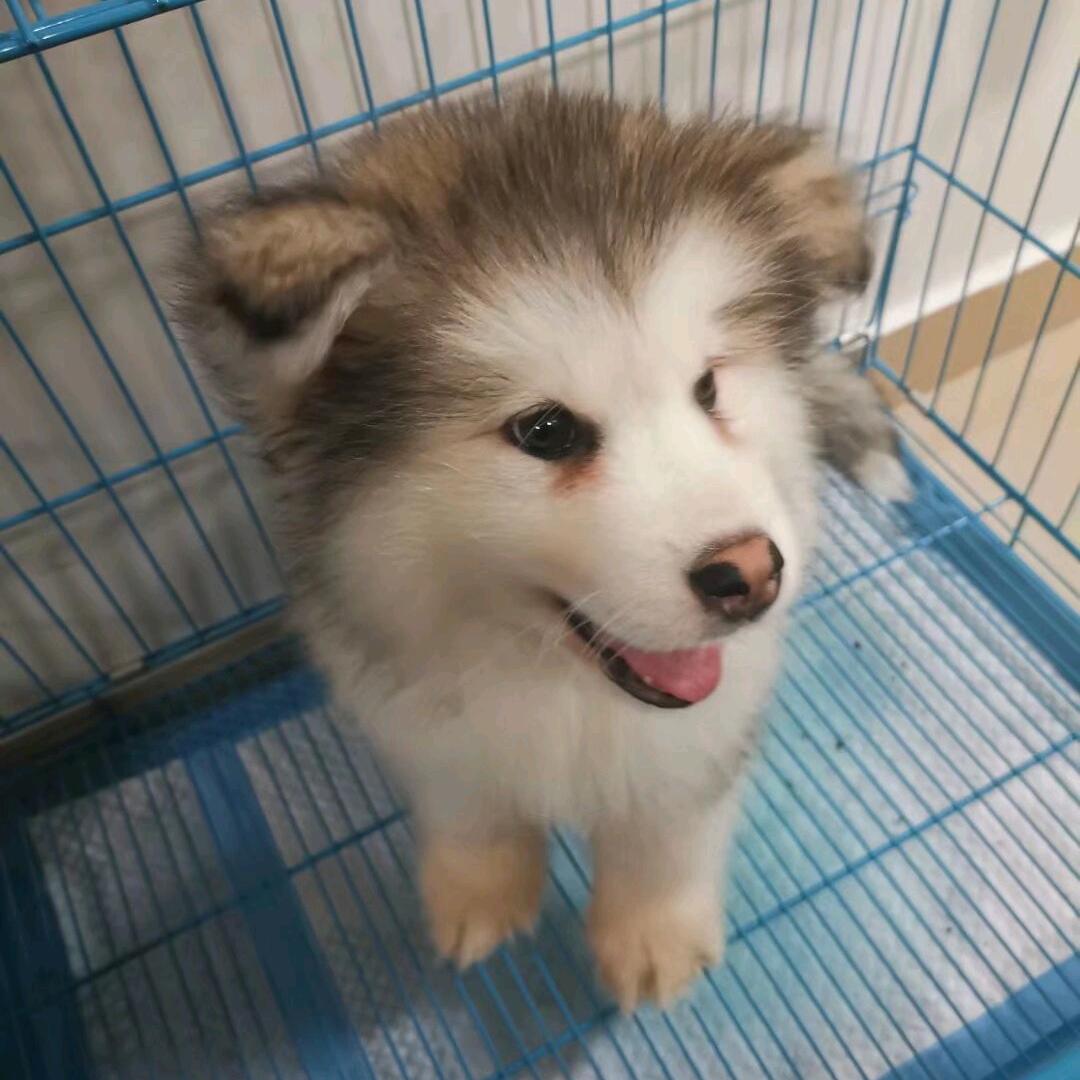 正在输入