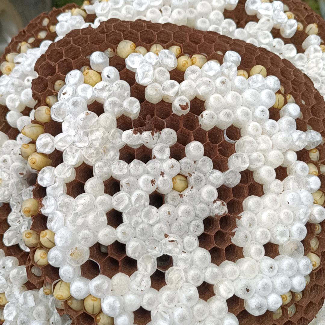 小陈户外追蜂