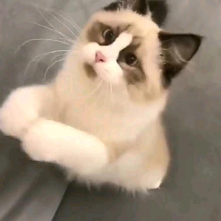 大猫🐱