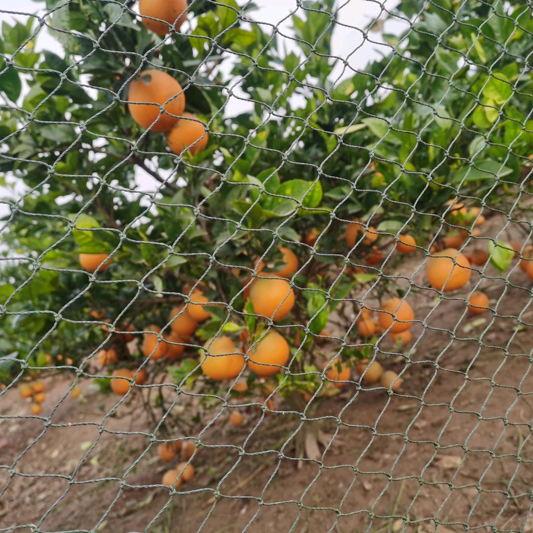 官沟红红24477660423