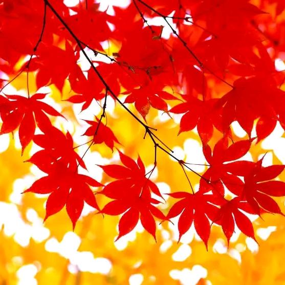 一路阳光(田园）