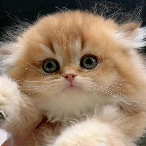 肖战王一博粉丝