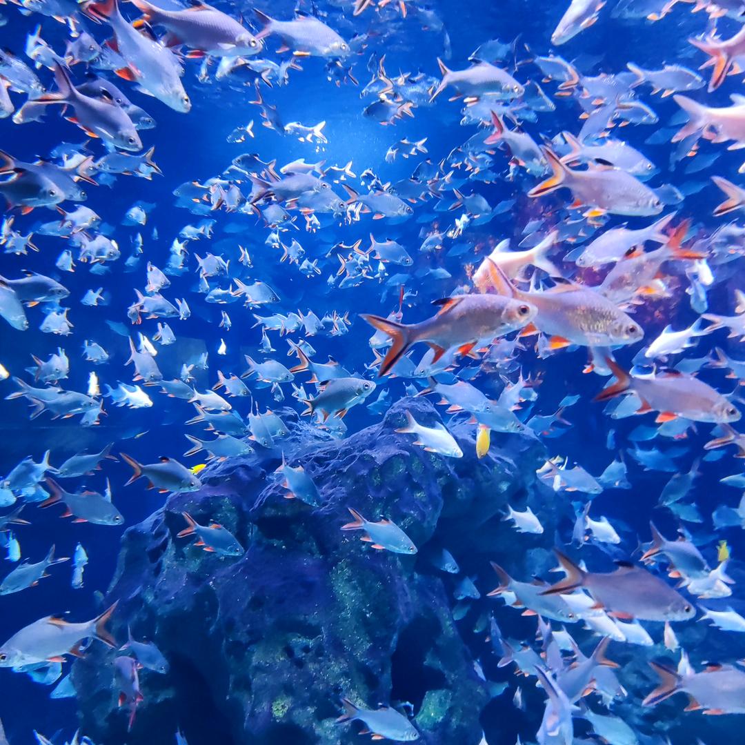 英雄联盟-超下饭辅助